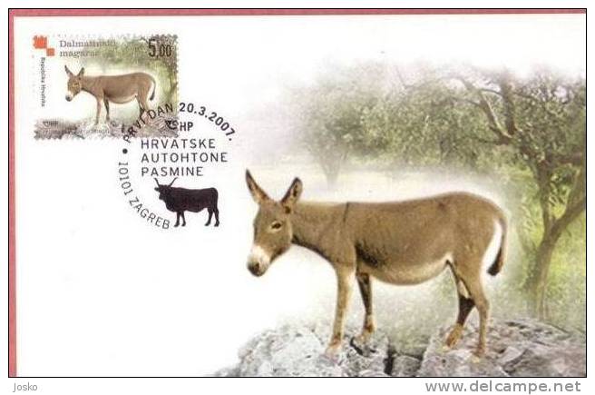 DALMATA CULO  Croatian Autochthonous Breeds (Croazia Maximum Card) Donkey âne Ass Burro Esel Asino Ezel åsna æsel Aasi - Anes