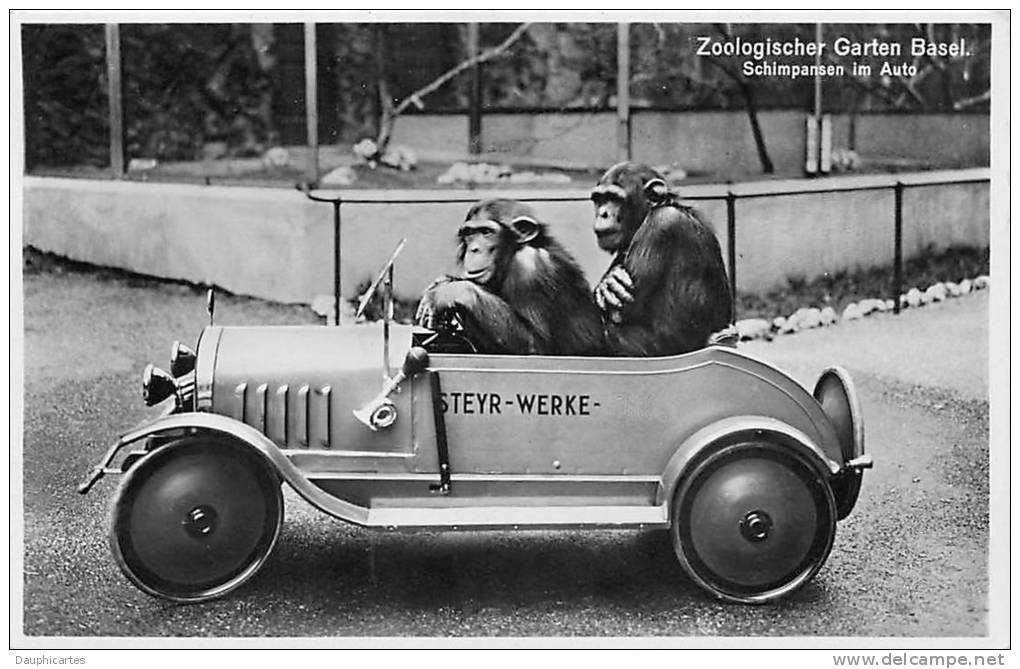 SINGES CHIMPANZES - Jardin Zoologique De BALE - Singes En Voiture à Pédale - STEYR WERKE - 2scans - Singes