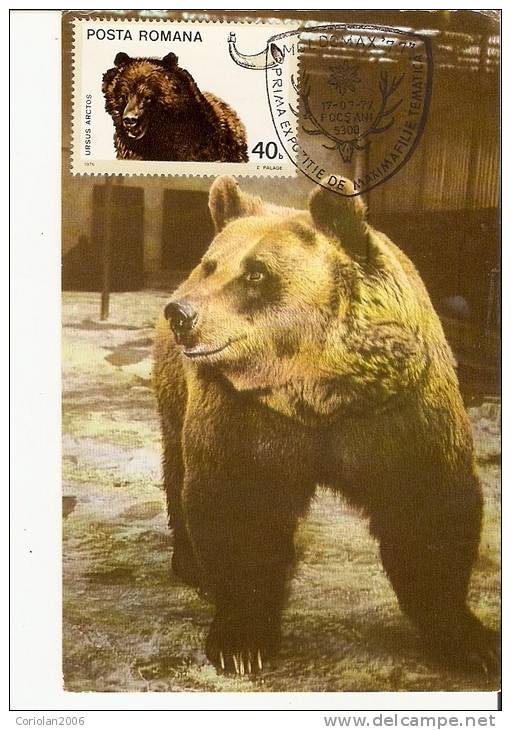 Romania / Maxi Card / Ursus Arctos - Ours