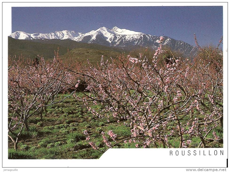 ROUSSILLON 66 -  Massif Du Canigou - 24.5.1994 - R-1 - Roussillon