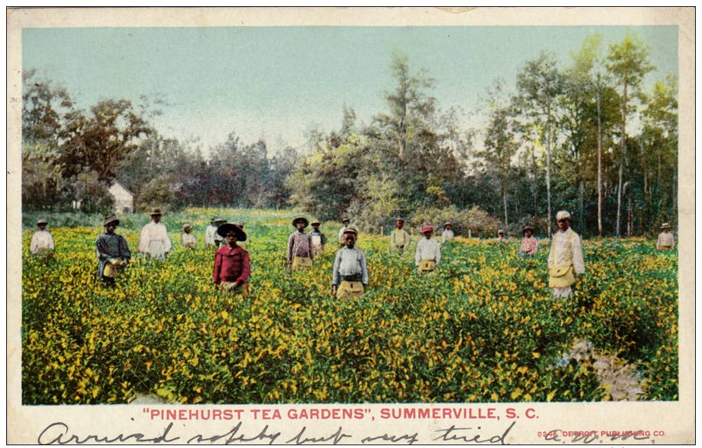 "Pinehurst Tea Gardens", Summerville,South Carolina,PU-1906 - Summerville