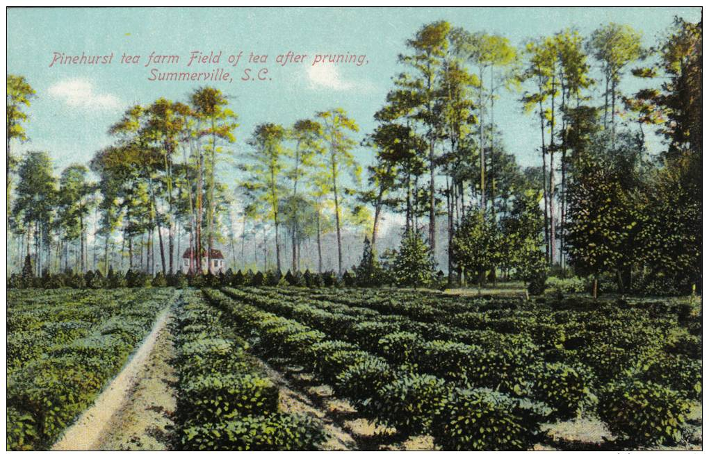 Pinehurst Tea Farm Field Of Tea After Pruning,Summerville,South Carolina,00-10s - Summerville