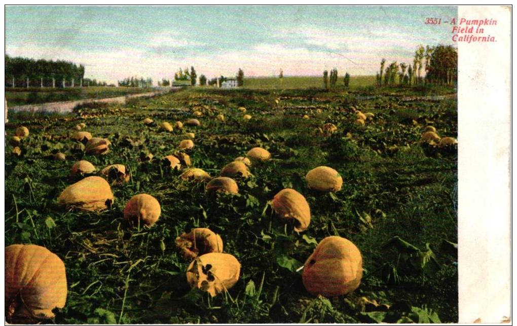 A Pumpkin Field In California 1909 - Autres & Non Classés
