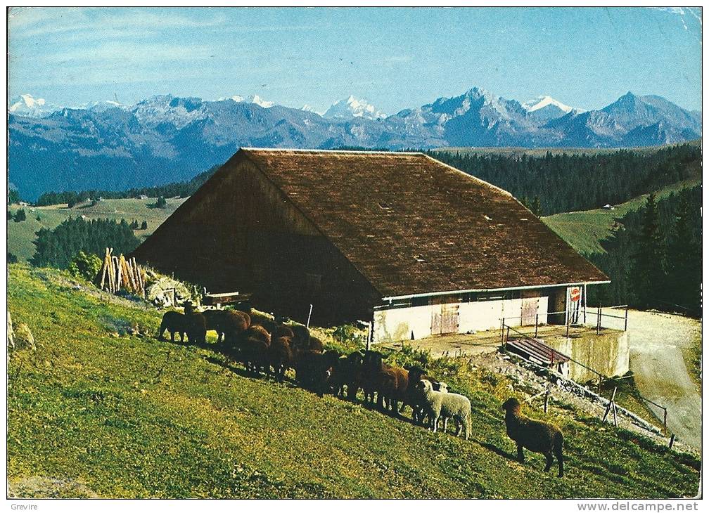 Bellegarde / Jaun. Chalet Du Grat, Moutons, Réclame Sinalco - Bellegarde