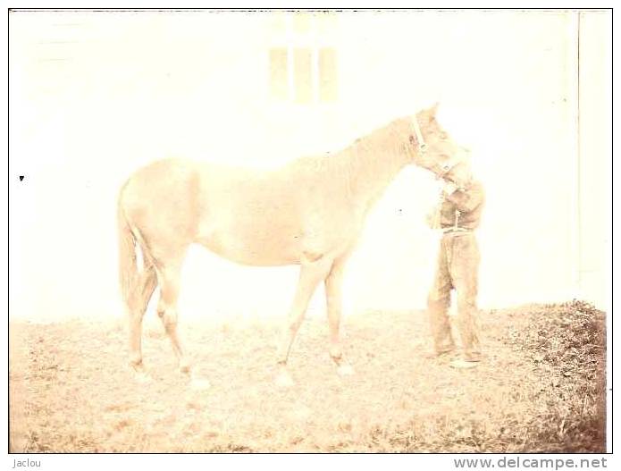 PHOTO CHEVAL "FEE LES GREVES" NEE EN 1908 PAR COQ DE FERCOQ ET ZOLLA (SANS NOM) PHOTO  1911 REF 24772 - Otros & Sin Clasificación