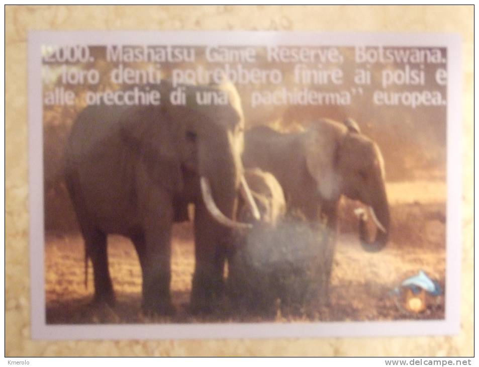 ELEPHANT Carte Postale - Olifanten