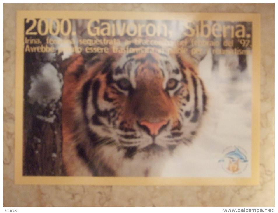 Tiger Carte Postale - Tigres