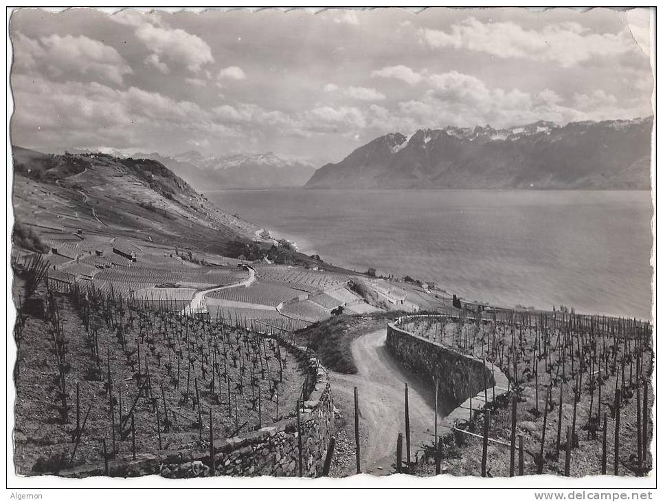 3029 - Vignoble De Lavaux Et Le Lac Léman - Grandvaux