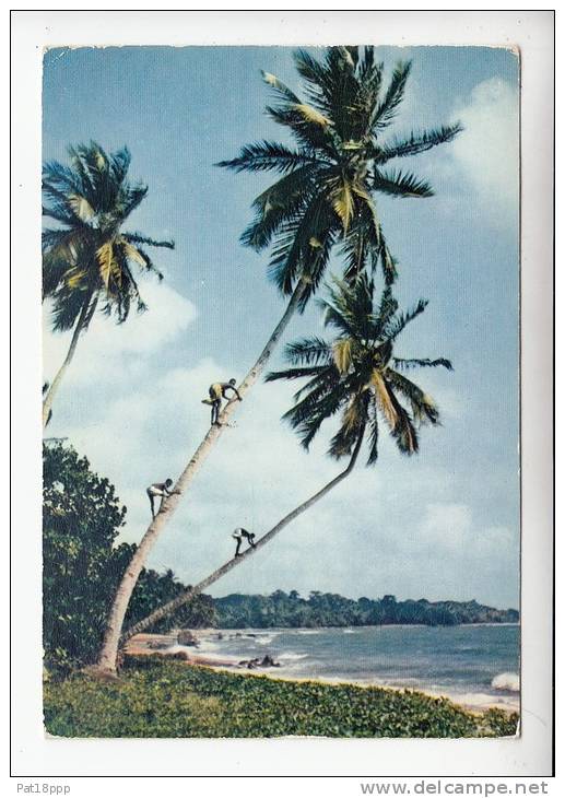 AFRIQUE (AFRICA) - BENIN (ex DAHOMEY AOF) ,  Cuillette Des Noix De Coco - CPSM (postée 1966) N° 3465 Picking Cocoa-nuts - Benin