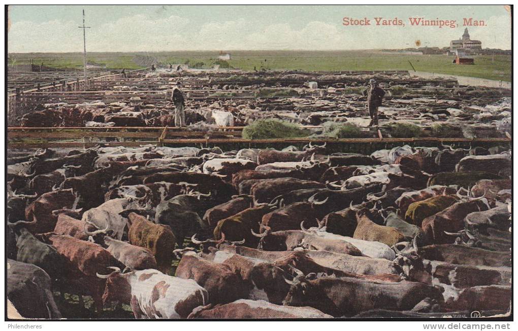 CPA - (Canada) Stock Yards, Winnipeg, Man. (obl.191?) (élevage Bovin) - Winnipeg