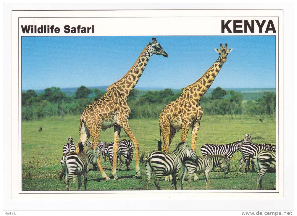 KENIA  Wildlife Safari  GIRAFE & Zebres GIRAFFE & Zebra - Girafes
