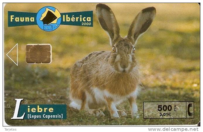 TARJETA DE ESPAÑA DE UNA LIEBRE FAUNA IBERICA DEL 10/00 Y TIRADA 8000 (RABBIT) - Konijnen