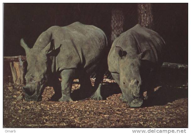 Car010 Cartolina, Postcard, Carte Postale | Zoo Safari Pombia - Rinoceronte, Rhinoceros - Zebras