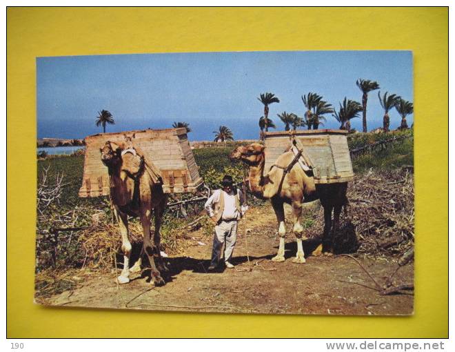 ISLAS CANARIAS CAMELS - Fuerteventura