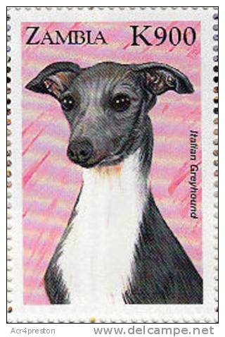 Zm9903 Zambia 1999, Cats And Dogs, K900 - Greyhound Dog - Zambia (1965-...)