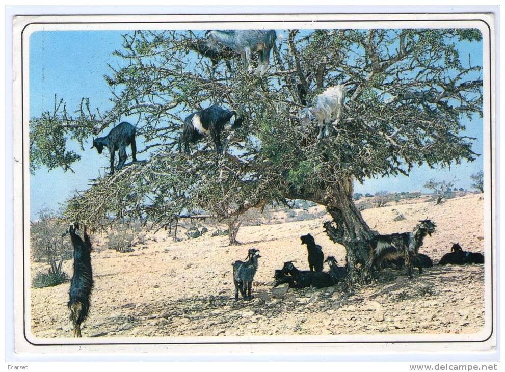 MAROCCO - Capre Su Un Albero - MAROC TYPIQUE - Chèvres Sur L'arganier. Spedita Da AGADIR. Viaggiata 2000 - Agadir