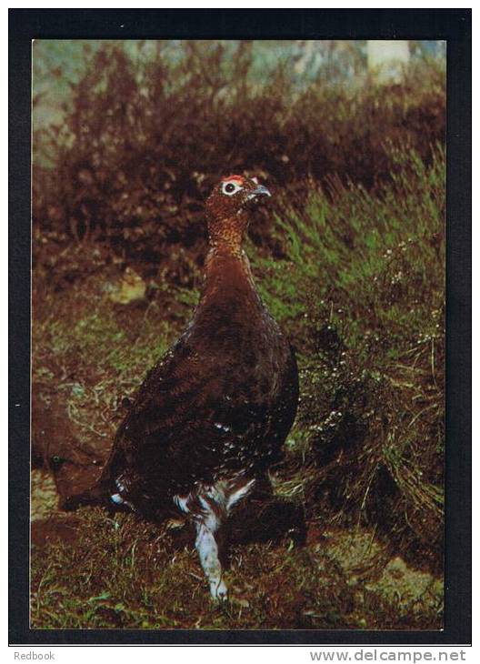 RB 823 - Postcard - Red Grouse In Highland Wildlife Park Kincraig Scotland - Game Bird Theme - Oiseaux