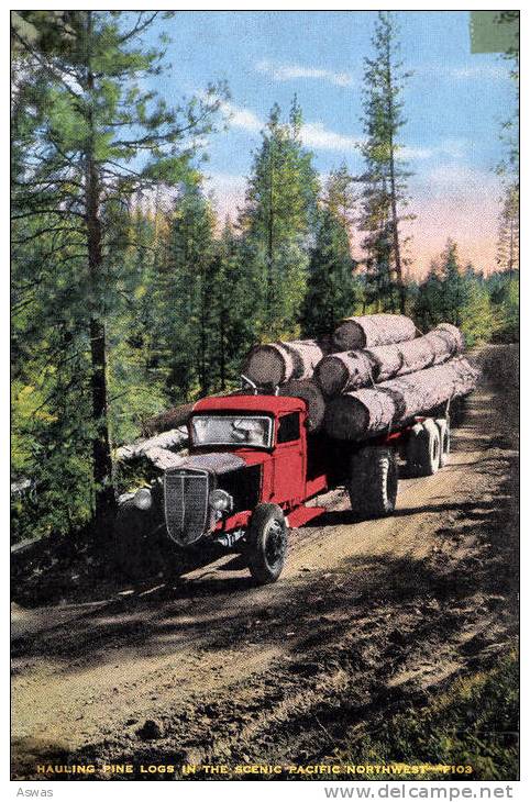 TRUCK HAULING PINE LOGS IN THE SCENIC PACIFIC NORTH-WEST, USA - Camion, Tir