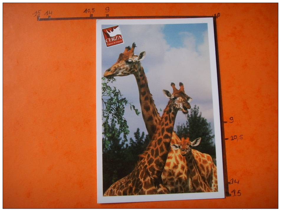 25) Parc Zoologique Cerza :hermival Les Vaux :lisieux : Girafes - Lisieux