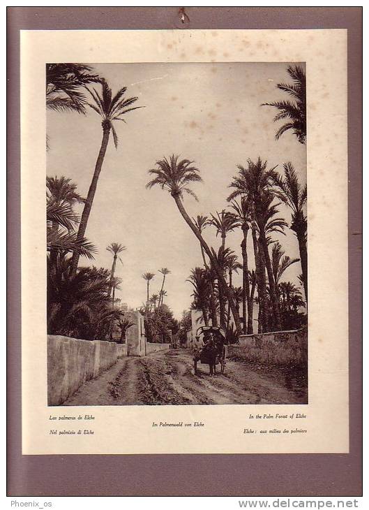 SPAIN - Elche - Las Palmeras De Elche, In The Palm Forest Of Elche, Image Glued To Cardboard, Year About 1930 - Artis Historia