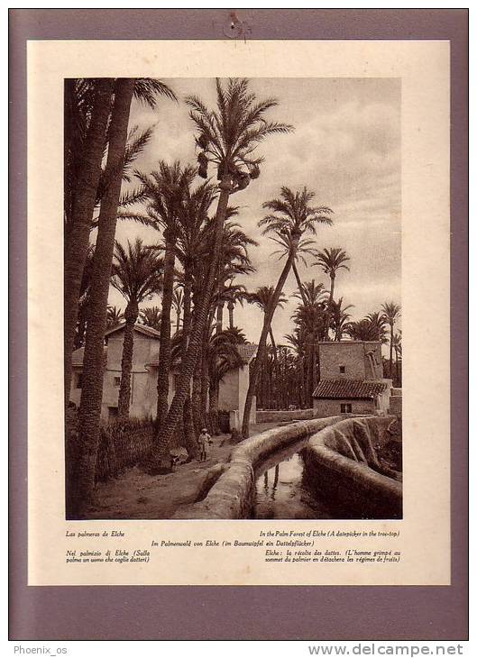 SPAIN - Elche - Las Palmeras De Elche, In The Palm Forest Of Elche, Image Glued To Cardboard, Year About 1930 - Artis Historia