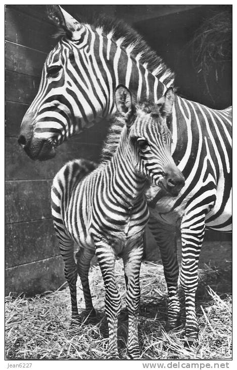 Zèbres - Mère Et Son Jeune Au Zoo De Bâle - Zebras