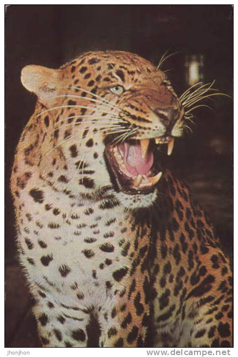 Romania- Postcard - Panthera Pardus - Tigres