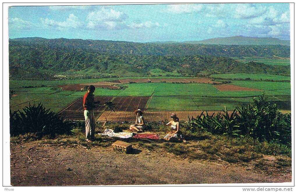 P. RICO-6   Sugar Meadow At The Road From Yabucoa To Maunabo - Puerto Rico