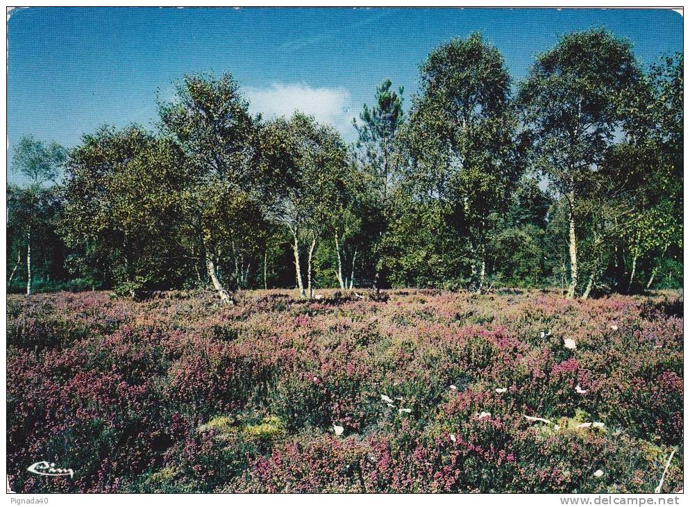 Cp , RÉGIONS , CENTRE , "En Sologne" , Sous-bois , "Bruyères" - Centre-Val De Loire