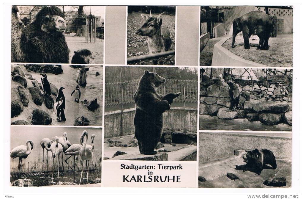 D2615    KARLSRUHE : Stadtgarten : Tierpark ( Zoo) - Karlsruhe