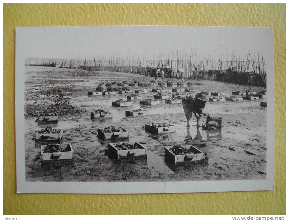 LEGE CAP FERRET. Parc à Huîtres. Les Colleteurs. La Récolte. - Altri & Non Classificati