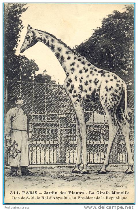 France, Paris-Jardin Des Plantes-La Giraffe Menelik. (311) - Giraffes