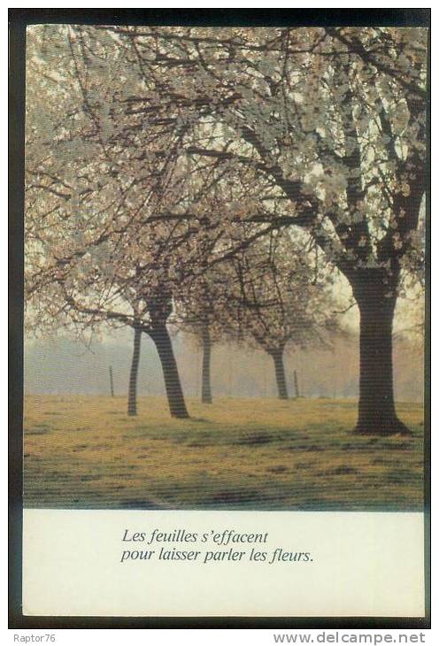 CPM  Contre La Lumière , Les Feuilles S'effacent Pour Laisser Parler Les Fleurs - Tegenlichtkaarten, Hold To Light