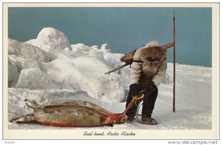 AK Alaska, Native Eskimo Hunts Seal, Fur, On C1950s/60s Vintage Postcard - Other & Unclassified