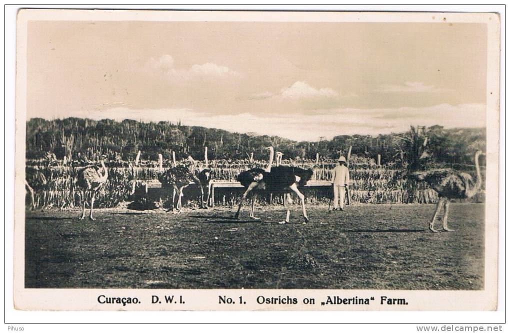 CUR-30      CURACAO : Ostrichs An Albertina Farm - Antigua Und Barbuda