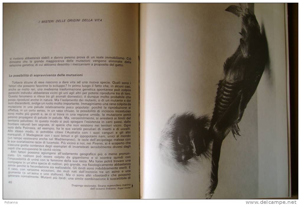 PBA/9 2 Vol. Demaziere MISTERI ORIGINI DELLA VITA Ferni 1973 - Medicina, Biología, Química