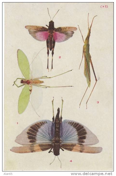 Grasshopper Cricket Katydid Orthoptera Bug Insect, Illustrated On C1910s/20s Vintage Japan Postcard - Insecten