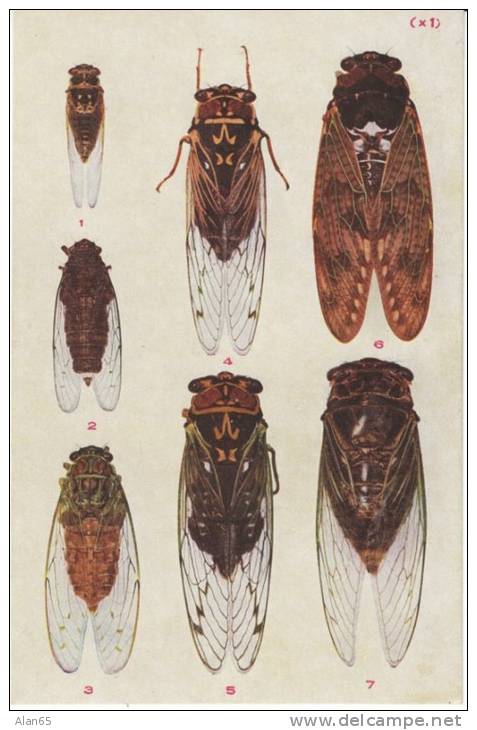 Cicada Leafhoppers Aphids, Homoptera Bug Insect, Illustrated On C1910s/20s Vintage Japan Postcard - Insetti