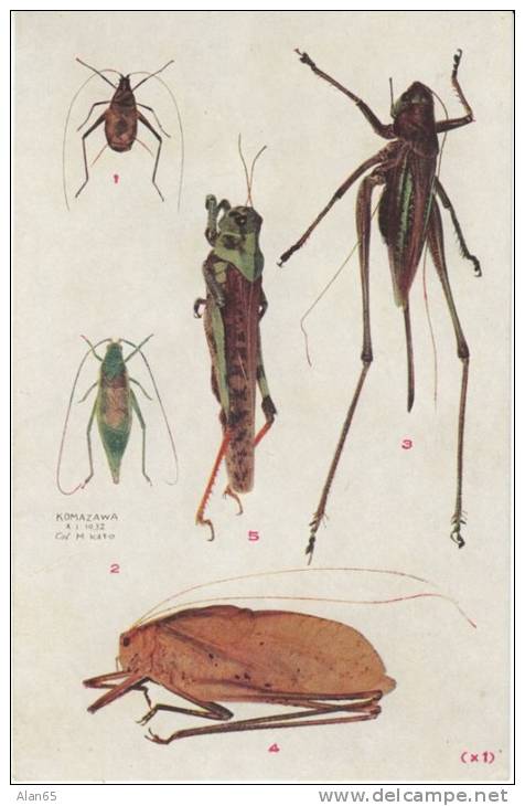 Grasshoppers Katydid Cricket, Orthoptera Bug Insect, Illustrated On C1910s/20s Vintage Japan Postcard - Insekten