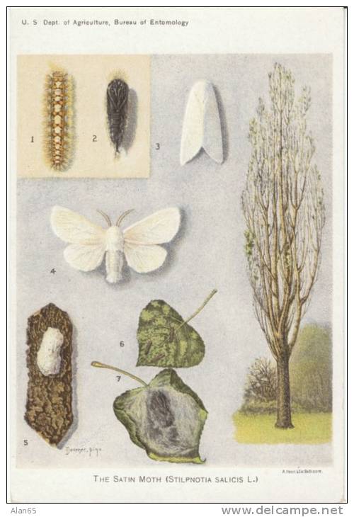 Satin Moth US Department Of Agriculture Information Bug Insect Pest Illustrated On C1930s/50s Vintage Postcard - Insekten