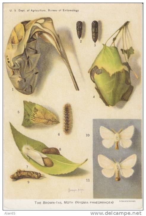 Brown-tail Moth US Department Of Agriculture Information Bug Insect Pest Illustrated On C1920s/50s Vintage Postcard - Insectes