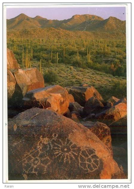Amérique  Etats Unis  Tucson Saguaro  National  Monument  Carte Circulé Etat Moyen - Tucson