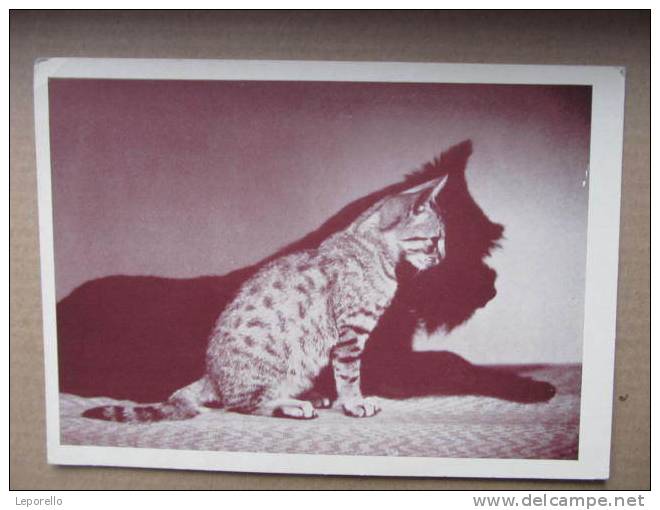 AK Katze Tierschutzverein  Graz Ca.1950 //  Q7715 - Katzen