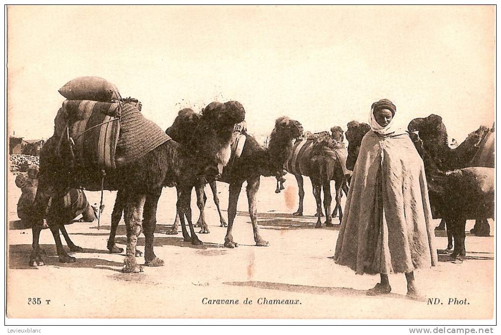 CP/Algérie/Caravane De Chameaux/ Vers 1910?                                              B31 - Autres & Non Classés