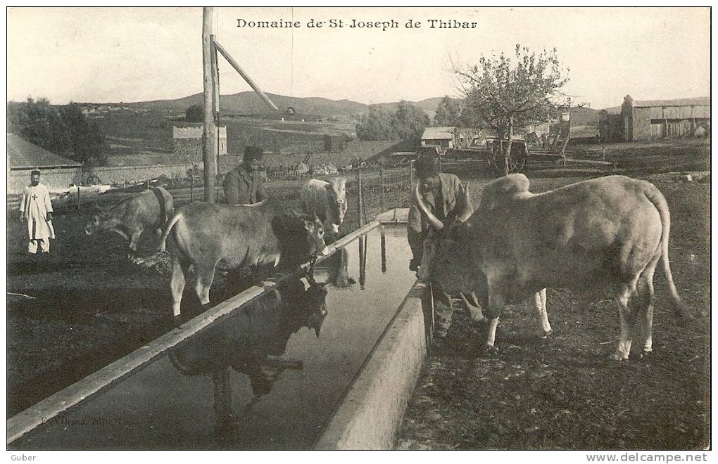 Domaine De Saint Joseph De Thibar Vaches Autour De L' Abreuvoir - Tunesien