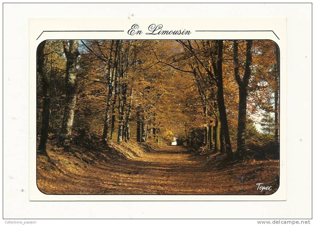 Cp, Limousin, Allée En Automne, Voyagée 1988 ? - Limousin