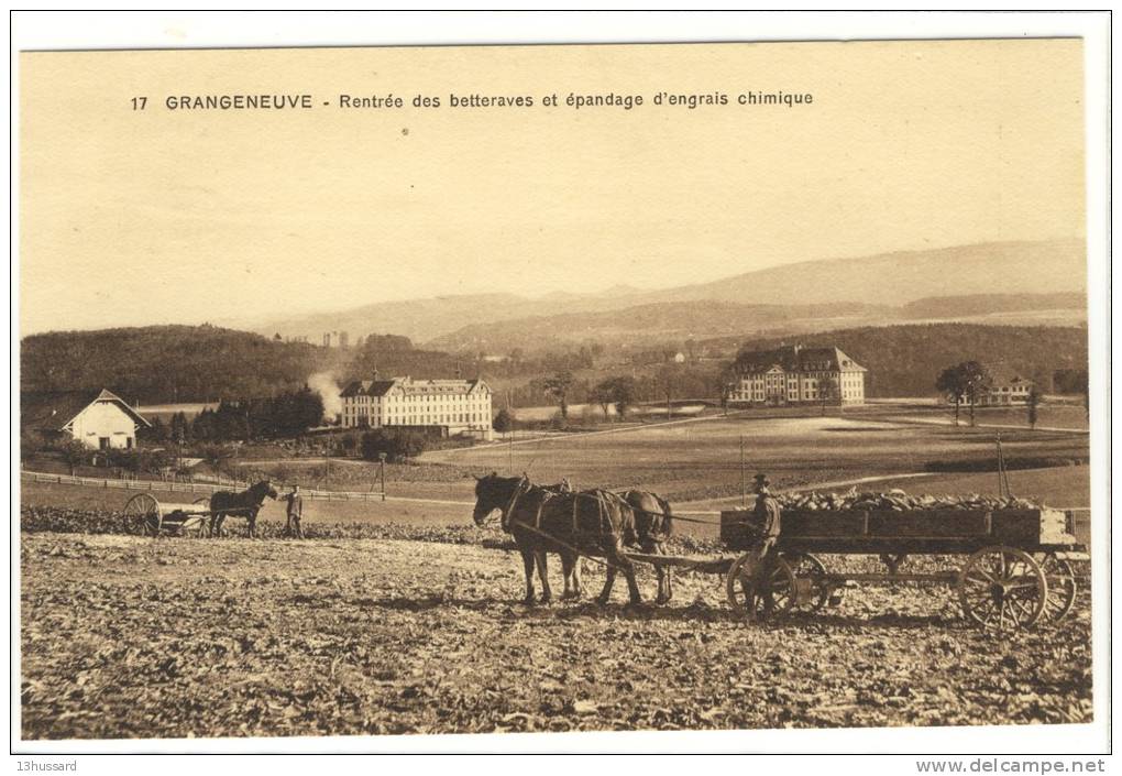 Carte Postale Ancienne Grangeneuve - Rentrée Des Betteraves Et épandage D'engrais - Agriculture, Chambon Sur Lignon - Le Chambon-sur-Lignon