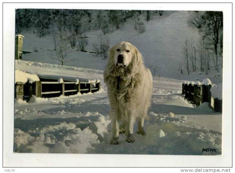 - CHIEN DES PYRENEES . . - Chiens