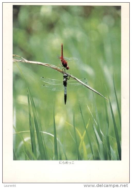 (345) Dragofly - Libellule - Insekten