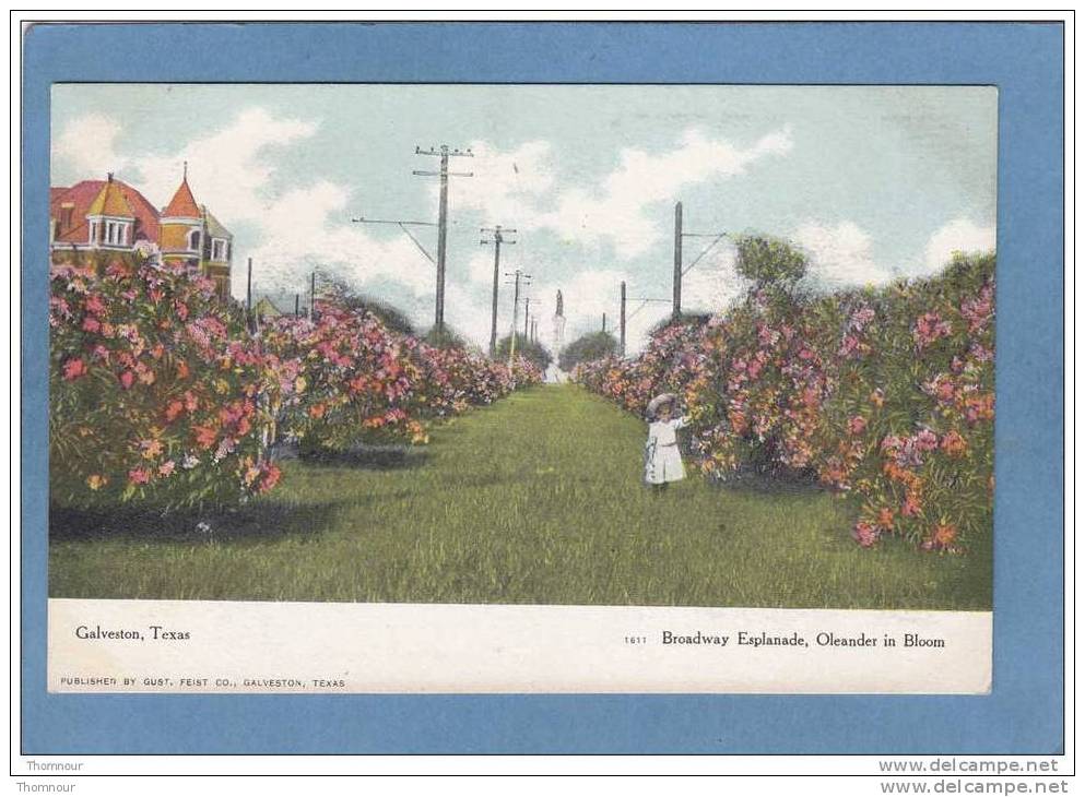 GALVESTON  -  Broadway Esplanade , Oleander In Bloom   - TRES  BELLE CARTE  - - Galveston